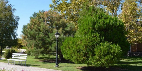 Jak zasadit a pěstovat sibiřský cedr na zahradě